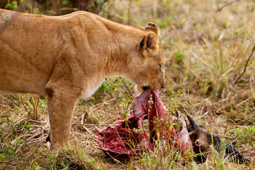 Preview: African Lioness In The Maasai Mara National Park, Kenya