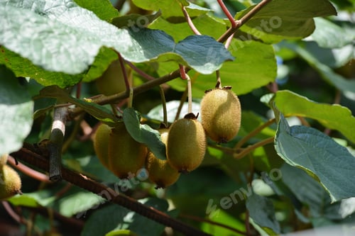 Preview: Kiwi Fruit Hanging From A Tree In A Natural Environment