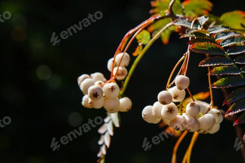 Preview: Sorbus Frutescens, Sorbus Koehneana In Garden. White Rowan Berries On A Dark Background. Natural