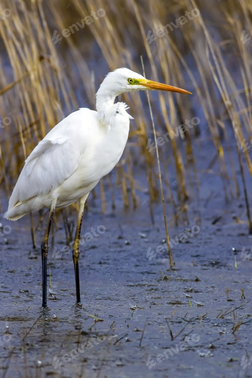 Preview: Rainy Weather And Big White Heron. Blue Yellow Nature Habitat Background. Heron: Great Egret. Ardea