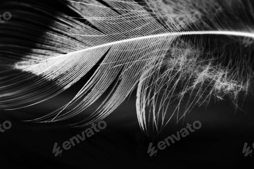 Preview: Hen Feather With Black Background
