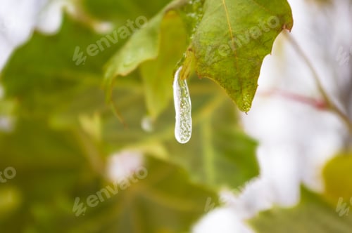 Preview: Snow And Icing On The Leaves In The City Park, Winter Landscape