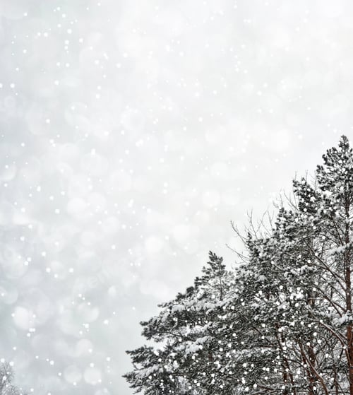 Preview: Frozen Winter Forest With Snow Covered Trees.
