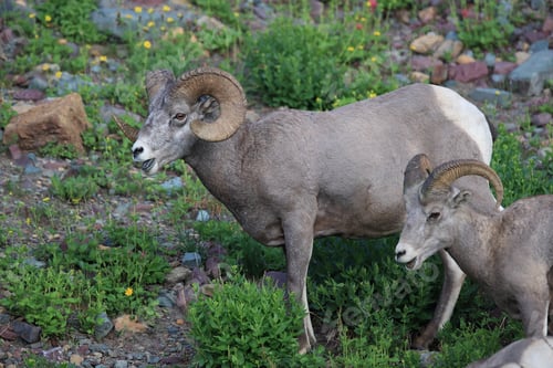Preview: Bighorn Sheep Glacier National Park Montana Usa