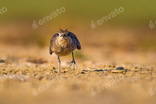 Preview: Cute Bird Collared Pratincole. Warm Colors Nature Background. Collared Pratincole / Glareola