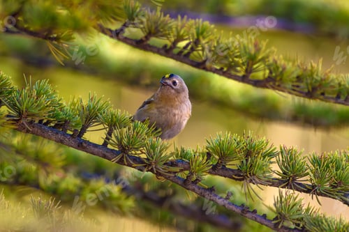 Preview: Cute Forest Bird. Goldcrest. Forest Background.