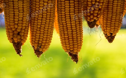 Preview: Corn At Sunset Light