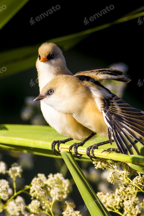 Preview: Cute Birds. Green And Black Background. Bearded Reedling / Panurus Biarmicus