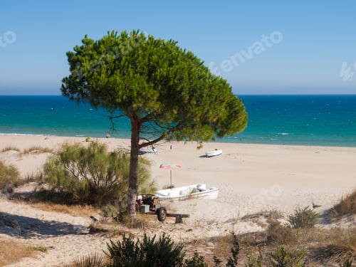 Preview: Beach Of Bolonia, Tarifa, Spain, Costa De La Luz With A Pine Tree