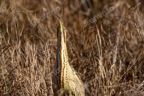 Preview: Nature And Bird. Bird: Eurasian Bittern. Botaurus Stellaris. Yellow Brown Habitat Background.
