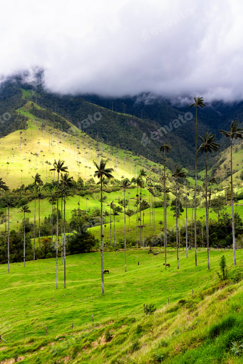 Preview: Landscape Of Wax Palm Trees (Ceroxylon Quindiuense) In Cocora Valley Or Valle De Cocora In Colombia