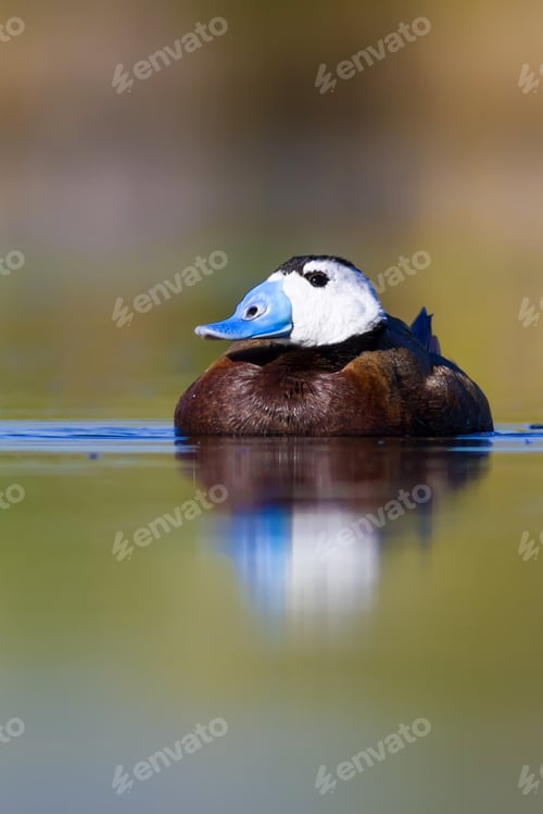 Preview: Swimming Duck. Colorful Lake Background. Bird: White Headed Duck. Oxyura Leucocephala.