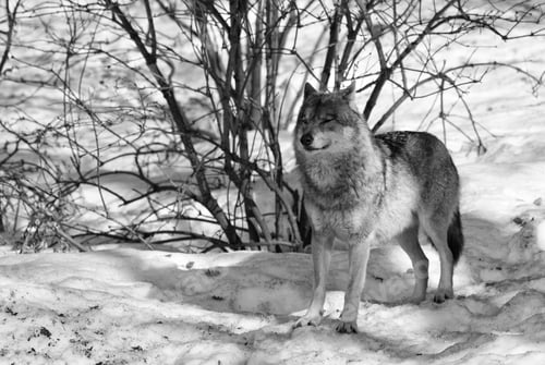 Preview: Wolves In The Bavarian Forest National Park (Nationalpark Bayerischer Wald) In Bavaria, Germany
