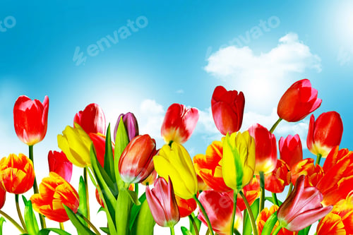 Preview: Spring Flowers Tulips On The Background Of Blue Sky With Clouds