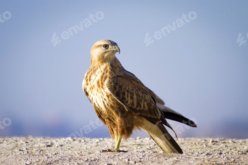 Preview: Wild Bird Hawk Blue Sky Background Long-Legged Buzzard / Buteo Rufinus