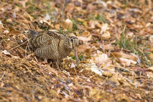 Preview: Woodcock And Dry Leaves Dry Yellow Brown Leaves Background Eurasian Woodcock / Scolopax Rusticola