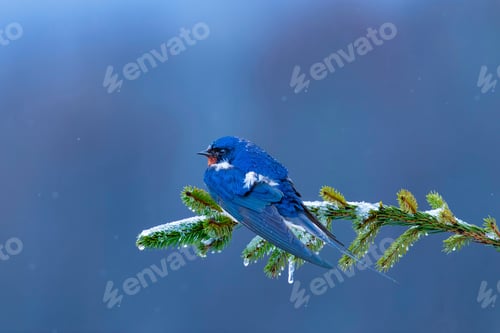 Preview: Winter Nature And Bird. Nature Background. Swallow.