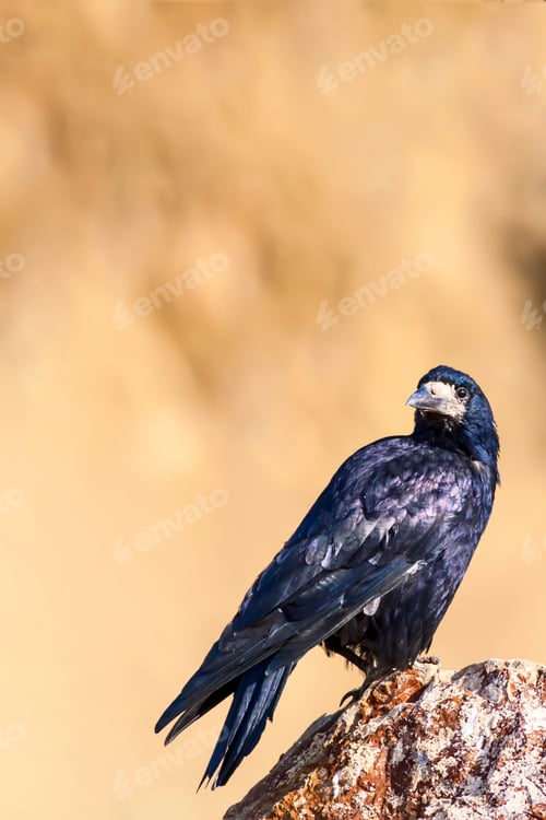 Preview: Black Crow. Bird: Rook. Corvus Frugilegus. Yellow Nature Background.