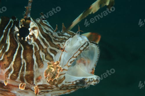 Preview: Lionfish With Mouth Wide Open