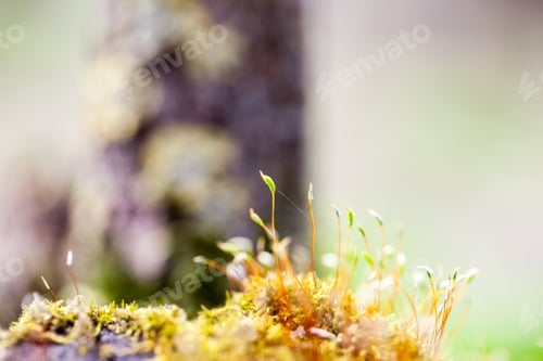 Preview: Abstract, Colorful Composition With Moss Flowers In Spring