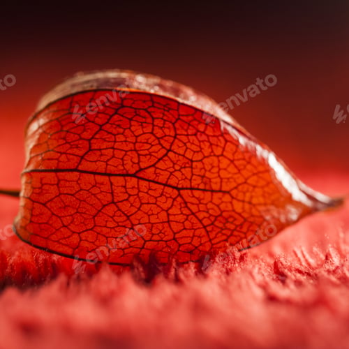 Preview: Physalis Alkekengi - Dried Fruit Abstract And Beautiful Filigree Texture With Red Background