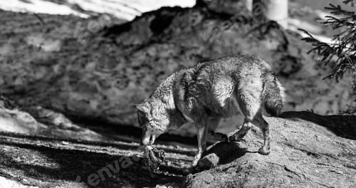 Preview: Wolf In The Bavarian Forest National Park, Bavaria, Germany
