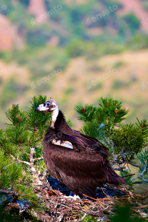 Preview: Vulture, Natural Forest Background.