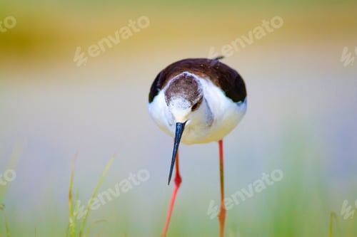 Preview: Water And Bird. Cute Waterfowl. Natural Background. Black Winged Stilt