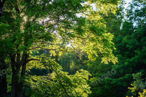 Preview: Summer Sun Lit Green Forest Park For Relaxsation In Nature