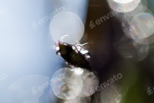 Preview: Abstract, Macro Composition With Leaves And Water Drops