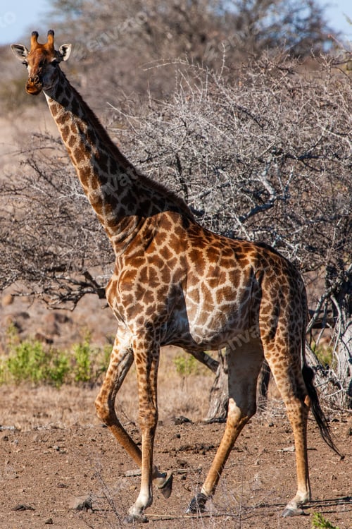 Preview: Giraffe In The Kruger National Park, South Africa