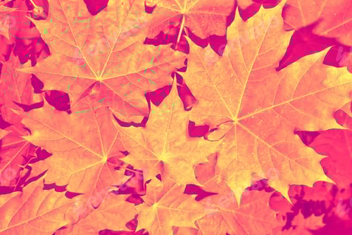 Preview: Autumn Landscape With Bright Colorful Leaves.