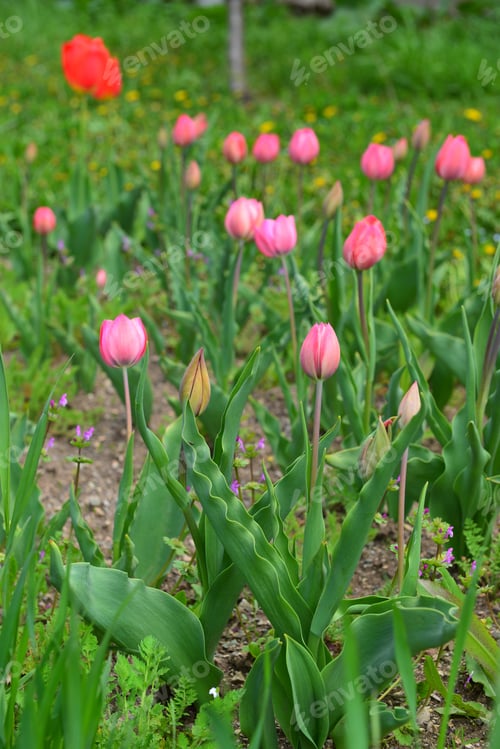 Preview: Tulips Blooming In The Garden
