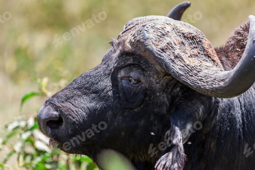Preview: Buffalo In The Amboseli National Park, Kenya