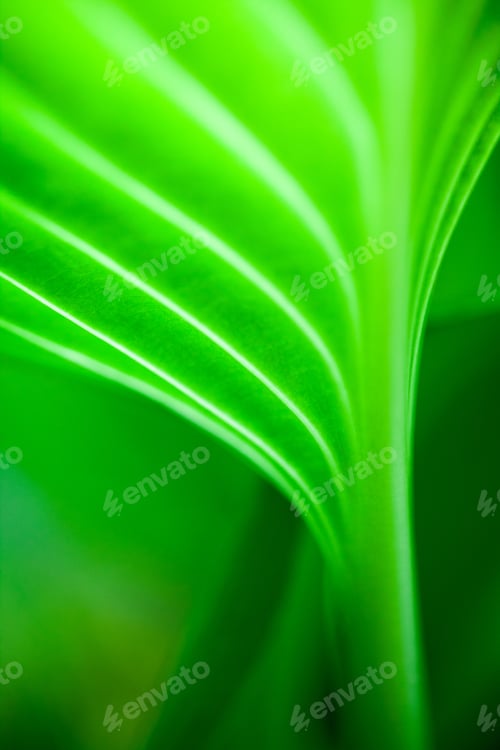 Preview: Green, Abstract Composition With Leaf Texture And Soft Focus
