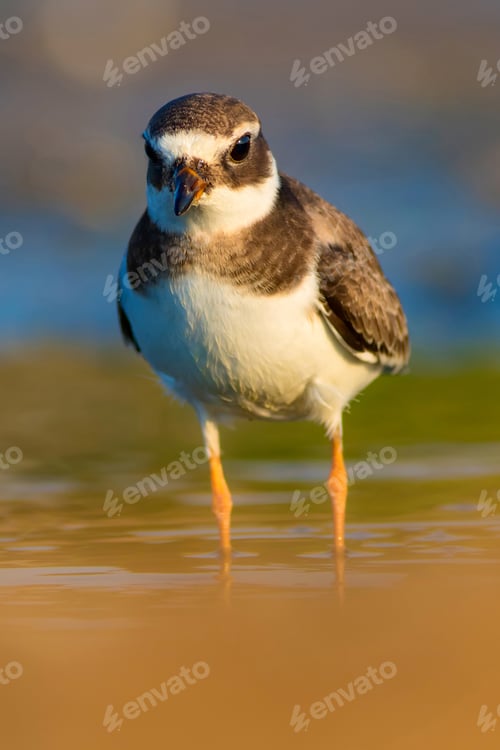 Preview: Cute Little Water Bird. Nature Background. Bird: Common Ringed Plover. Charadrius Hiaticula