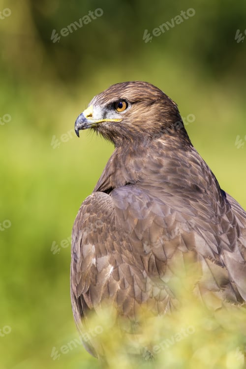 Preview: Bird Of Prey. Green Nature Background. Bird: Long Legged Buzzard. Buteo Rufinus.