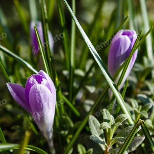 Preview: Beautiful Purple Crocus Flowers In Spring Garden. Growing Early-Flowering Bulbs In The Country