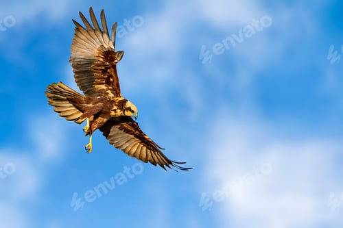 Preview: Flying Bird. Bird Of Prey. Blue Sky Background.