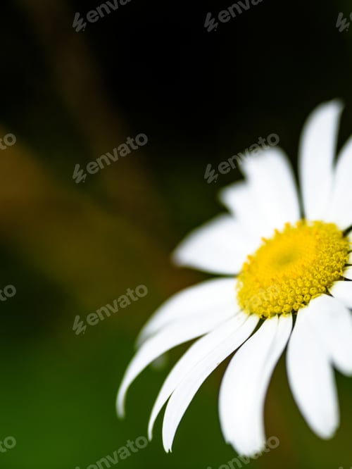 Preview: White Daisy Flowers On Green Background With Shallow Depth Of Field - Vertical, Mobile Device Ready