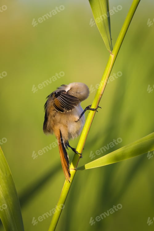 Preview: Cute Bird. Green Reeds. Nature Background Bearded Reedling / Panurus Biarmicus