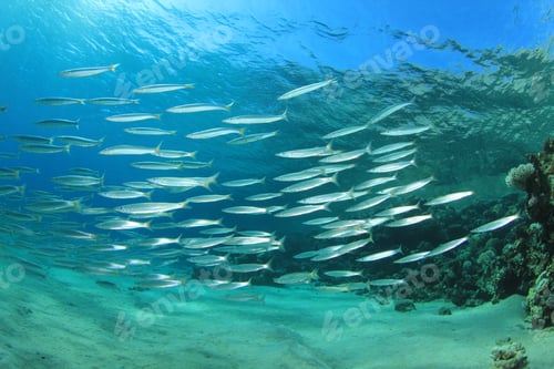 Preview: Shoal Of Yellowtail Barracuda Fish