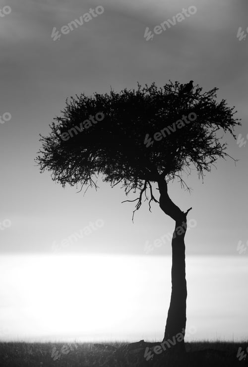 Preview: Solitary Tree Silhouette With Bird Perched on Top