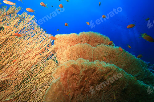 Preview: Gorgonian Fan Coral (Annella Mollis)