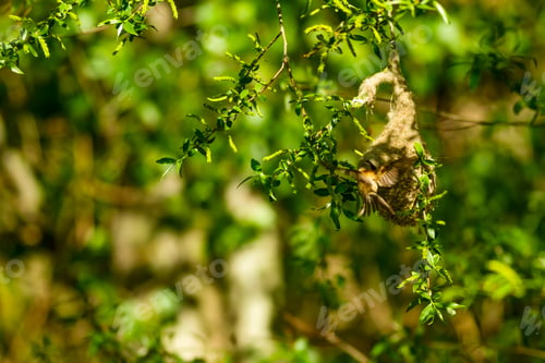 Preview: Cute Bird And Nest. Green Natural Background. Common Bird. Eurasian Penduline Tit. Remiz Pendulinus.