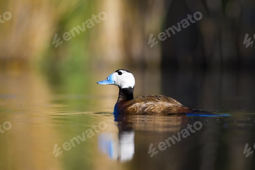 Preview: Duck Swimming In Lake. White Headed Duck White Headed Duck Oxyura Leucocephala