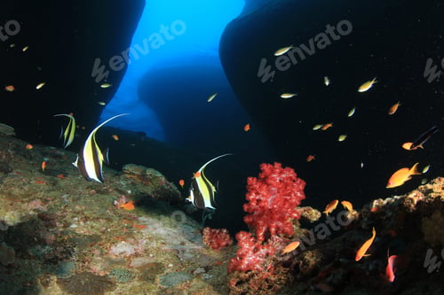 Preview: Underwater Coral And Rocks