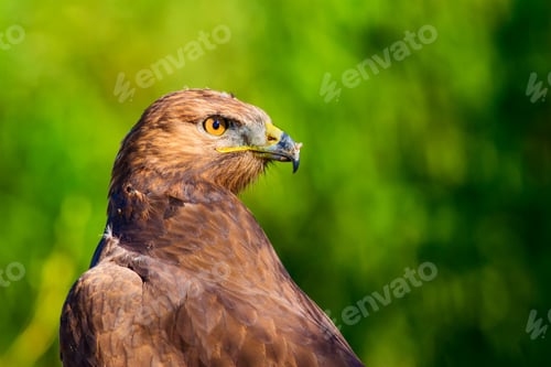 Preview: Bird Of Prey. Portrait Of Buzzard. Green Nature Background.
