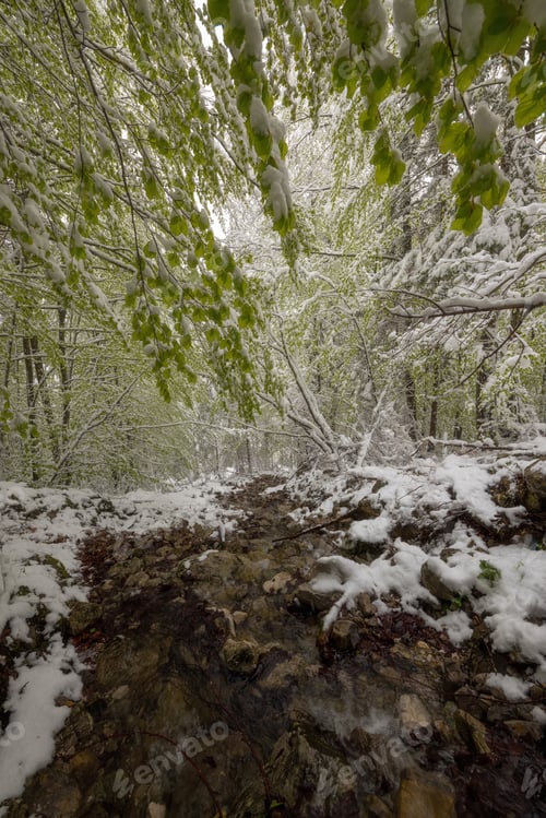 Preview: Unexpected Spring Snow In The Green Forest Full Of Life