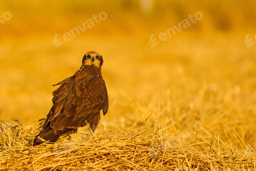Preview: Wild Bird. Yellow Nature Background. Bird: Western Marsh Harrier. Circus Aeruginosus.
